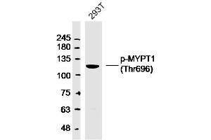293T lysates probed with MYPT1 (Thr696) Polyclonal Antibody, Unconjugated  at 1:300 dilution and 4˚C overnight incubation. (PPP1R12A anticorps  (pThr696))