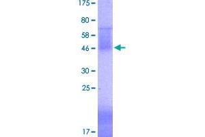 Image no. 1 for Inducible T-Cell Co-Stimulator Ligand (ICOSLG) (AA 18-256) protein (His-DYKDDDDK-Strep II Tag) (ABIN1307343)