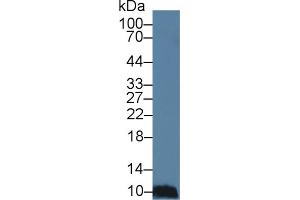 Detection of MEC in Porcine Spleen lysate using Polyclonal Antibody to Mucosae Associated Epithelia Chemokine (MEC) (Mucosae Associated Epithelia Chemokine (AA 20-115) anticorps)