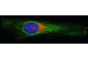 Indirect immunostaining of HELA cells with anti-syntaxin 16 (dilution 1 : 100; red) and mouse anti-α-tubulin (cat.