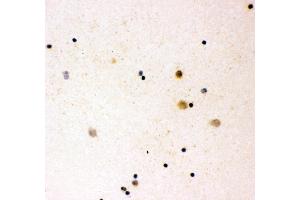 Anti- IL16 antibody, ICC ICC: Human Cord Blood (IL16 anticorps  (AA 1212-1332))