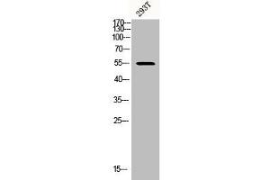 Western Blot analysis of 293T cells using Phospho-Akt1/3 (Y437/434) Polyclonal Antibody (AKT1/3 (pTyr434), (pTyr437) anticorps)