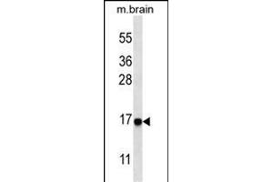 Western blot analysis of anti-cleaved-LC3 (G8a) Pab 1805a in mouse brain tissue lysate.