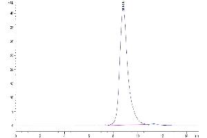 The purity of Biotinylated Human FGFR2 beta (IIIb) is greater than 95 % as determined by SEC-HPLC.