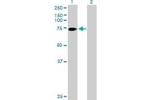 Western Blot analysis of SLC6A17 expression in transfected 293T cell line by SLC6A17 MaxPab polyclonal antibody.