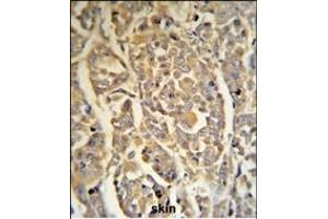 DCD Antibody (C-term) (R) IHC analysis in formalin fixed and paraffin embedded human skin tissue followed by peroxidase conjugation of the secondary antibody and DAB staining. (Dermcidin anticorps  (C-Term))