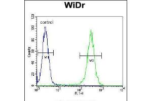 Flow cytometric analysis of WiDr cells (right histogram) compared to a negative control cell (left histogram). (B4GALT5 anticorps  (C-Term))