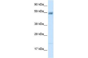 WB Suggested Anti-ACCN3 Antibody Titration:  2. (ASIC3 anticorps  (N-Term))