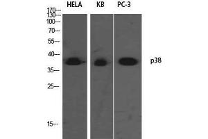 Western Blot (WB) analysis of HeLa KB PC-3 using p38 Polyclonal Antibody. (MAPK14 anticorps)