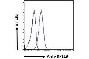 ABIN185648 Flow cytometric analysis of paraformaldehyde fixed A431 cells (blue line), permeabilized with 0. (RPL19 anticorps  (Internal Region))