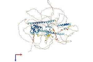 AlphaFold protein structure predicition of Human Recombinant LIMCH1 Protein, UniprotID Q9UPQ0