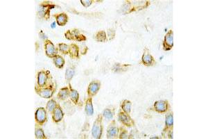 Immunohistochemical staining of human placenta tissue with THBS2 polyclonal antibody  at 1ug/mL. (Thrombospondin 2 anticorps  (Middle Region))