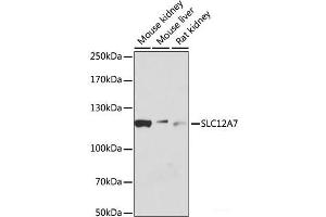 Western blot analysis of extracts of various cell lines using SLC12A7 Polyclonal Antibody at dilution of 1:1000. (SLC12A7 anticorps)