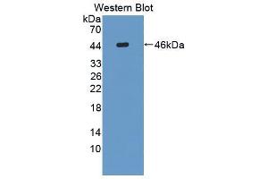 Western blot analysis of the recombinant protein. (FUT8 anticorps  (AA 206-575))