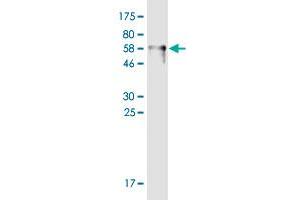 Western Blot detection against Immunogen (68.
