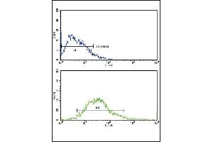 Flow cytometric analysis of MCF-7 cells using FGFR1 Antibody (N-term) (bottom histogram) compared to a negative control cell (top histogram). (FGFR1 anticorps  (N-Term))