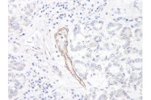 Image no. 1 for anti-Chemokine (C-C Motif) Ligand 1 (CCL1) antibody (ABIN465124) (CCL1 anticorps)