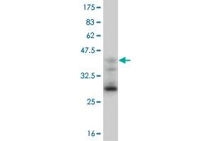 Western Blot detection against Immunogen (37.