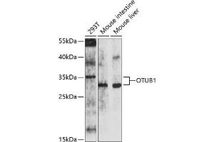Western blot analysis of extracts of various cell lines, using OTUB1 antibody (ABIN6133843, ABIN6145085, ABIN6145087 and ABIN6214521) at 1:1000 dilution. (OTUB1 anticorps)
