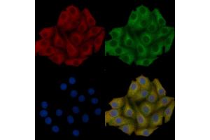 RPS23 Mouse Monoclonal Antibody staining Hela cells by IF/ICC. (RPS23 anticorps  (N-Term))