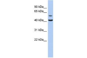 WB Suggested Anti-OLFML1 Antibody Titration: 0. (OLFML1 anticorps  (N-Term))
