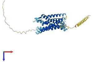 AlphaFold protein structure predicition of Mouse Recombinant Ackr2 Protein, UniprotID O08707
