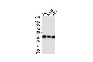 Western blot analysis of extracts from JK cells (Lane 1), K562 cells (Lane 2) and 293 cells (Lane 3), using ANXA1 (Ab-21) Antibody. (Annexin a1 anticorps)