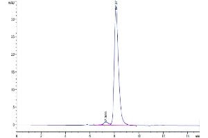The purity of Human PVRIG is greater than 95 % as determined by SEC-HPLC. (PVRIG Protein (AA 41-171) (Fc Tag))