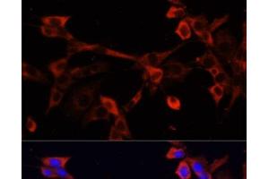 Immunofluorescence analysis of NIH/3T3 cells using DNASE1L1 Polyclonal Antibody at dilution of 1:100. (DNASEX anticorps)