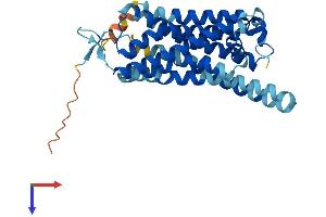 AlphaFold protein structure predicition of Human Recombinant TAAR5 Protein, UniprotID O14804