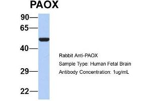 Host: Rabbit  Target Name: PAOX  Sample Tissue: Human Fetal Brain  Antibody Dilution: 1. (PAOX anticorps  (Middle Region))