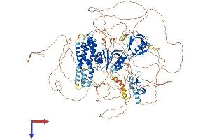 AlphaFold protein structure predicition of Mouse Recombinant Fgd5 Protein, UniprotID Q80UZ0