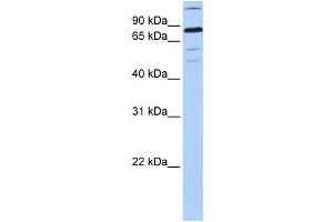 Western Blotting (WB) image for anti-Zinc Finger Protein 700 (ZNF700) antibody (ABIN2459444) (ZNF700 anticorps)