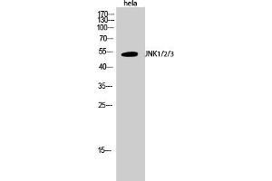 Western Blotting (WB) image for anti-Mitogen-Activated Protein Kinase 8 (MAPK8) (Thr183) antibody (ABIN5960039) (JNK anticorps  (Thr183))