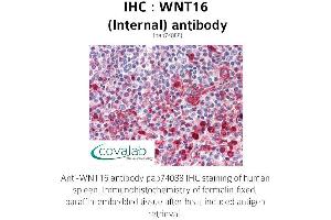 Image no. 1 for anti-Wingless-Type MMTV Integration Site Family, Member 16 (WNT16) (Internal Region) antibody (ABIN1740823) (WNT16 anticorps  (Internal Region))