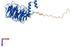 AlphaFold protein structure predicition of Mouse Recombinant Ercc8 Protein, UniprotID Q8CFD5