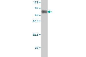 Western Blot detection against Immunogen (58. (HLF anticorps  (AA 1-295))