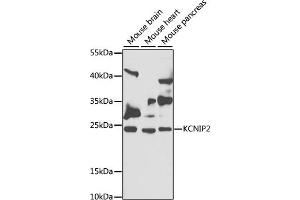 Western blot analysis of extracts of various cell lines, using KCNIP2 antibody (ABIN6128150, ABIN6142713, ABIN6142714 and ABIN6222906) at 1:1000 dilution. (KCNIP2 anticorps  (AA 1-90))