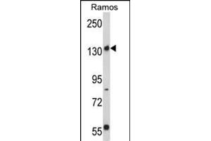 Western blot analysis of Rictor Antibody (N-term) (ABIN391384 and ABIN2841392) in Ramos cell line lysates (35 μg/lane). (RICTOR anticorps  (N-Term))