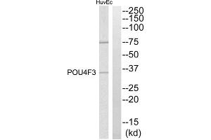Western blot analysis of extracts from HuvEc cells, using POU4F3 antibody. (POU4F3 anticorps  (C-Term))