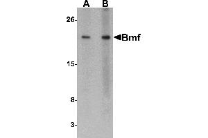 Western Blotting (WB) image for anti-Bcl2 Modifying Factor (BMF) (C-Term) antibody (ABIN1030299) (BMF anticorps  (C-Term))