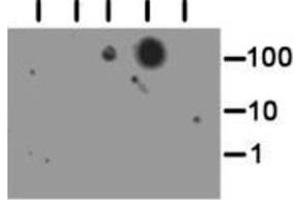 Dot Blot of Rabbit Histone H3 [Trimethyl Lys56] Antibody.