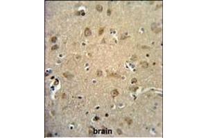 RTN4RL1 Antibody (C-term) (ABIN651458 and ABIN2840251) IHC analysis in formalin fixed and paraffin embedded human brain tissue followed by peroxidase conjugation of the secondary antibody and DAB staining.