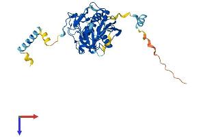 AlphaFold protein structure predicition of Human Recombinant B4GALT3 Protein, UniprotID O60512
