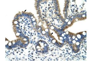 Copine I antibody was used for immunohistochemistry at a concentration of 4-8 ug/ml to stain Epithelial cells of intestinal villus (arrows) in Human Intestine . (CPNE1 anticorps  (N-Term))