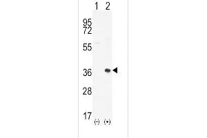 Western blot analysis of PIM2 (arrow) using rabbit polyclonal PIM2 Antibody  (ABIN392442 and ABIN2842040).