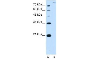 SLC26A5 antibody used at 2. (SLC26A5 anticorps)