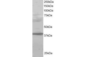 ABIN184999 staining (1µg/ml) of Human Lung lysate (RIPA buffer, 30µg total protein per lane).