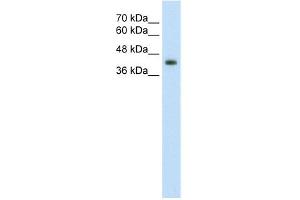 WB Suggested Anti-GNAS Antibody Titration:  2. (GNAS anticorps  (N-Term))