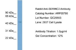WB Suggested Anti-SERINC2  Antibody Titration: 0. (SERINC2 anticorps  (Middle Region))